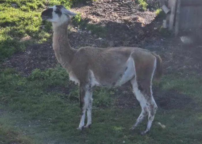 Sun Di 公寓 博希尼